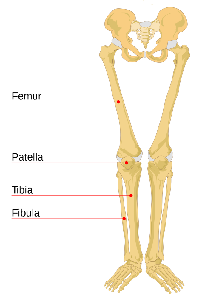 1200px-Human_leg_bones_labeled.svg.png