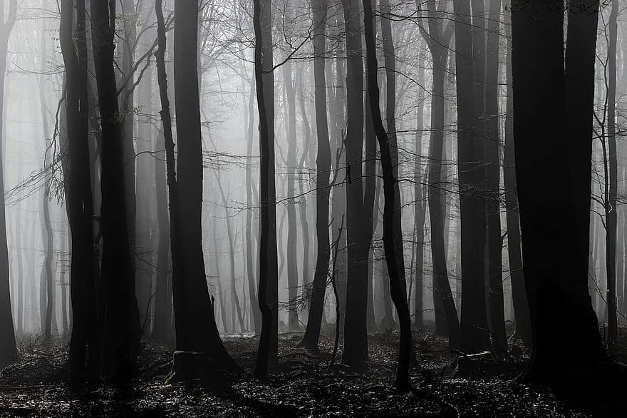 foggy-mist-forest-sunlight-shadow-trees-morning-dark-leaves.jpg