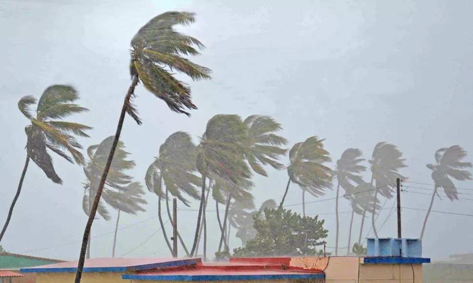 palmtree_storm.jpg
