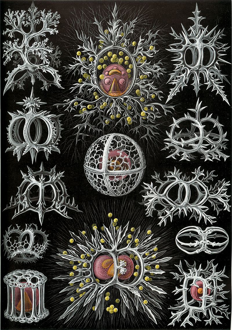 radiolarian illustration.jpg