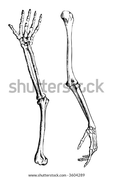 skeleton-arm-bone-human-bones-600w-3604289.jpg