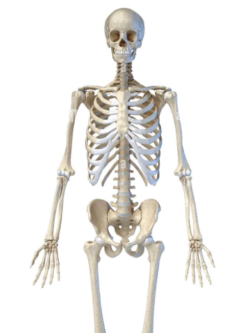 skeleton.PNG