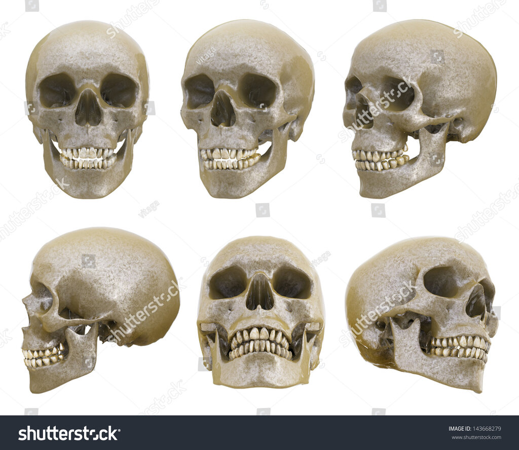 stock-photo-human-skull-from-different-angles-isolated-143668279.jpg
